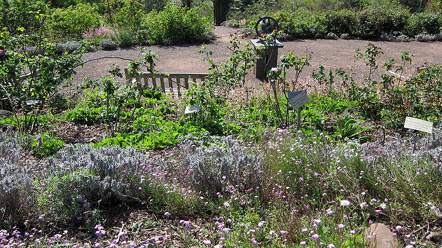 Giroflée de mahon (Malcolmia maritima)