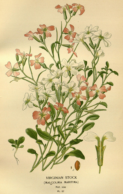 Giroflée de mahon