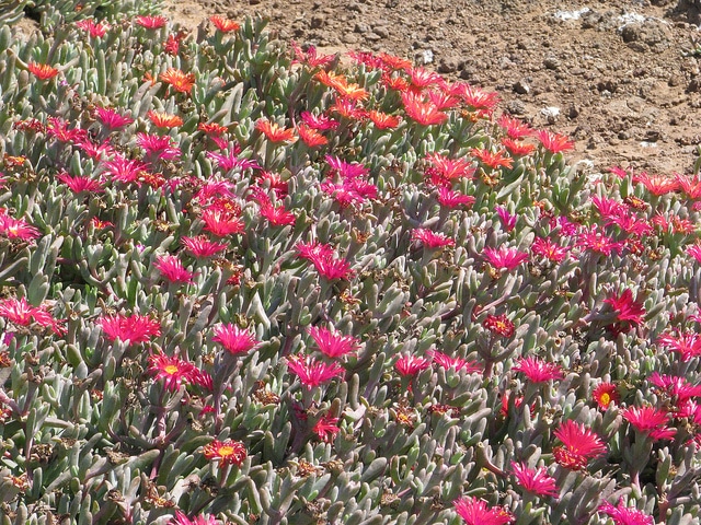 Malephora crocea (Malephora crocea)