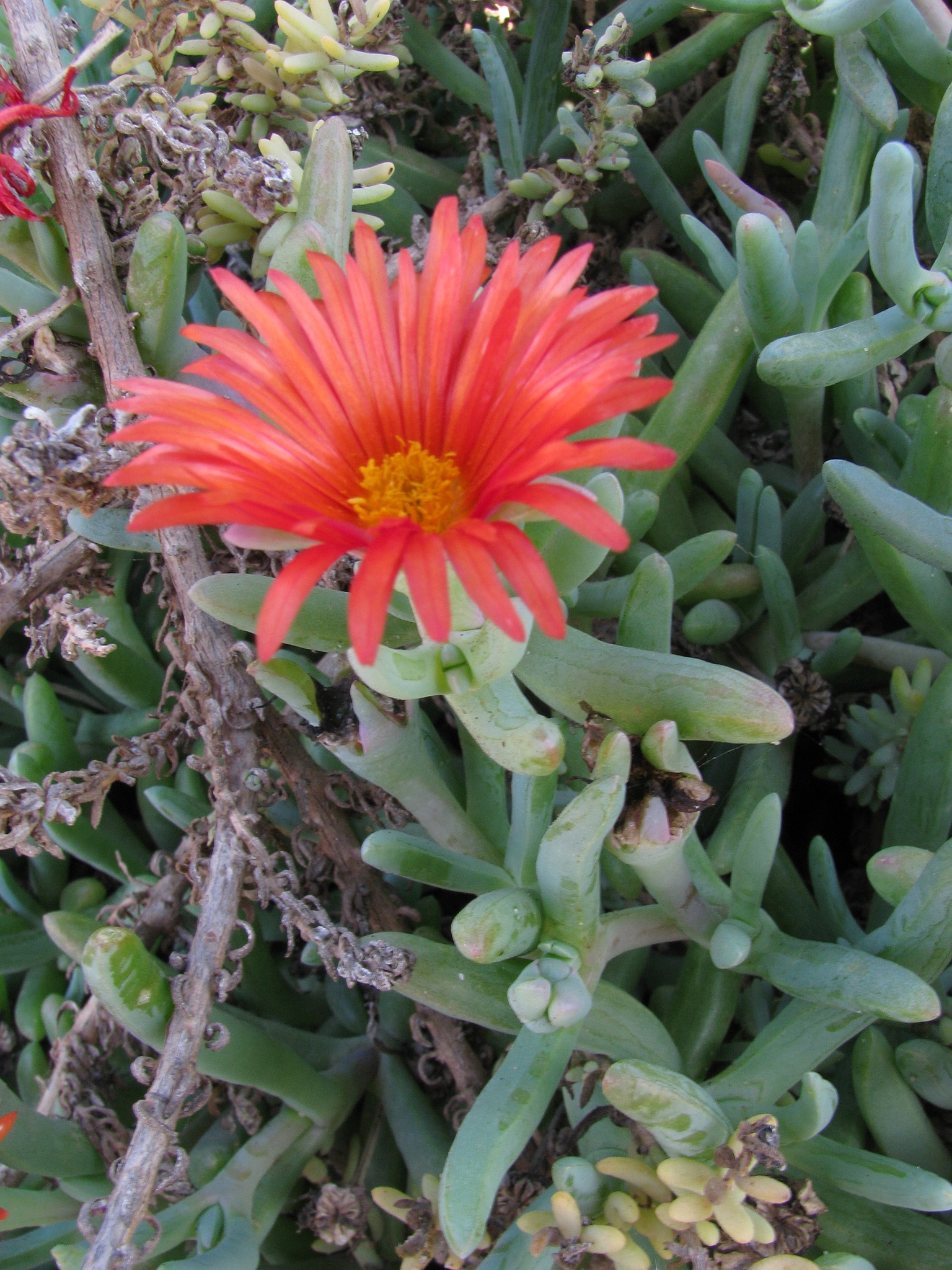 Malephora crocea