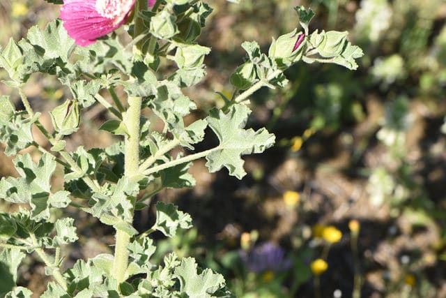 Malope (Malope trifida)