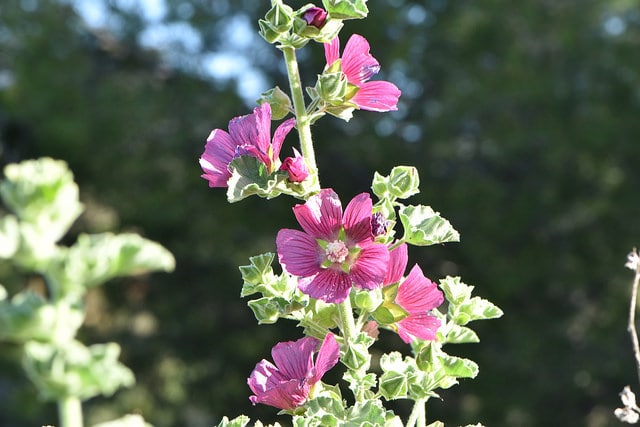Malope