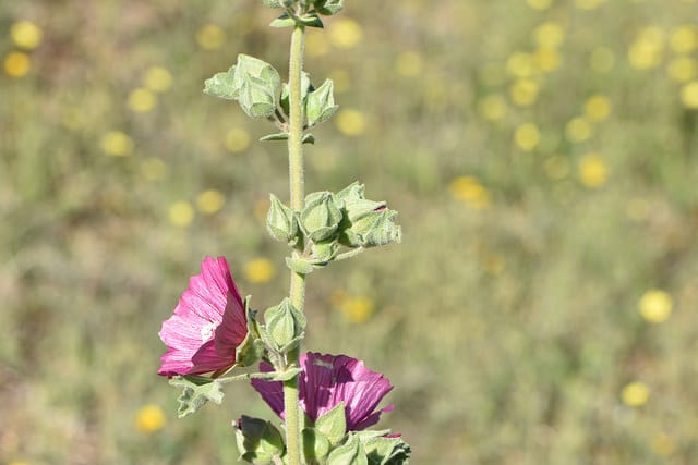 Malope