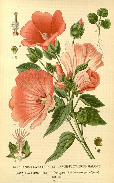 Malope