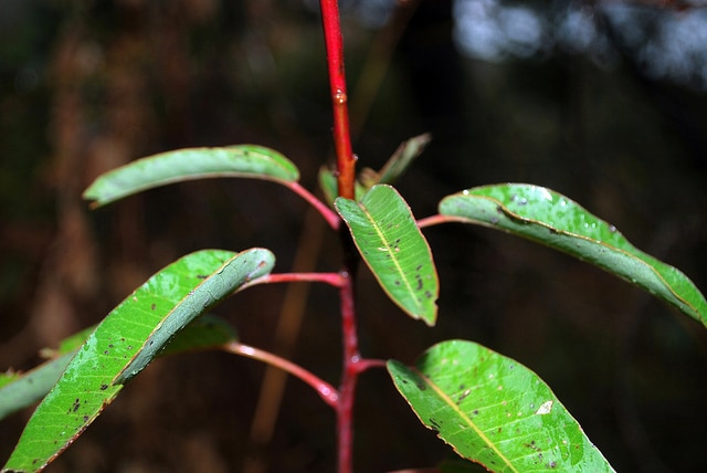 Malosma laurina