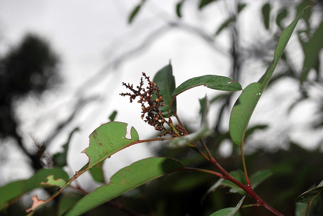 Malosma laurina