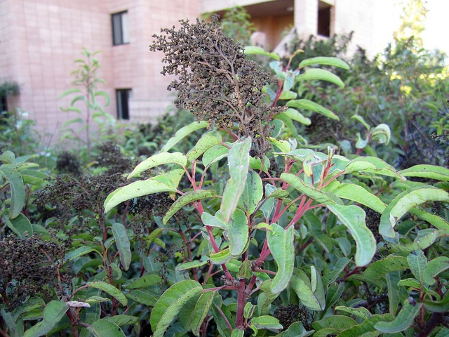 Malosma laurina