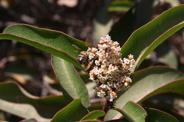 Malosma laurina