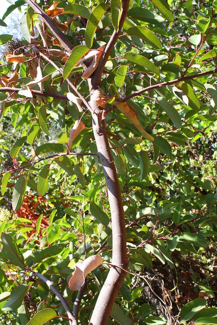 Malosma laurina