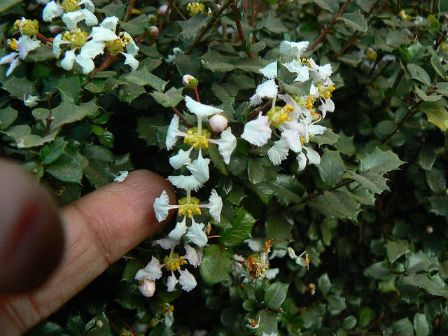 Cerisier des antilles
