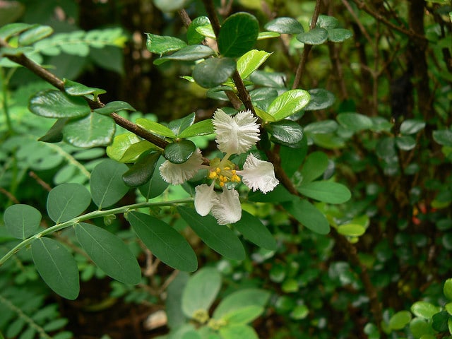 Cerisier des antilles (Malpighia coccigera)