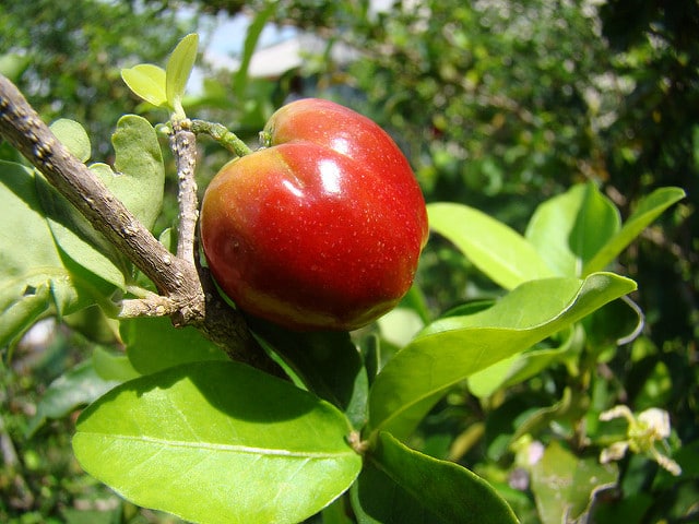 Acérola