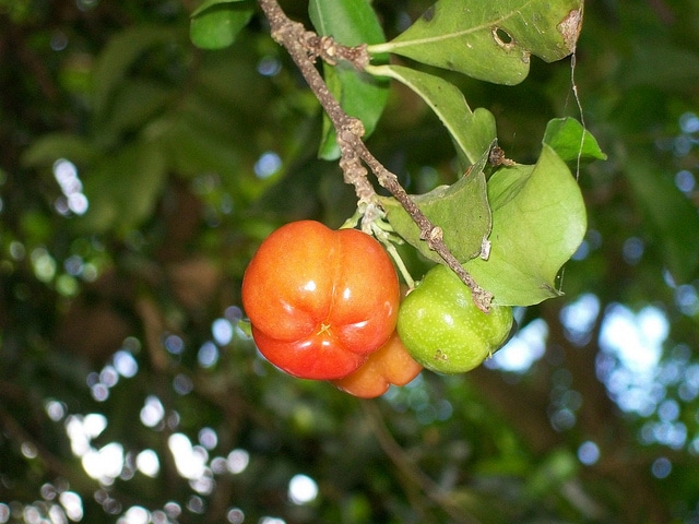 Acérola (Malpighia emarginata)
