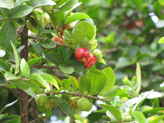 Acérola