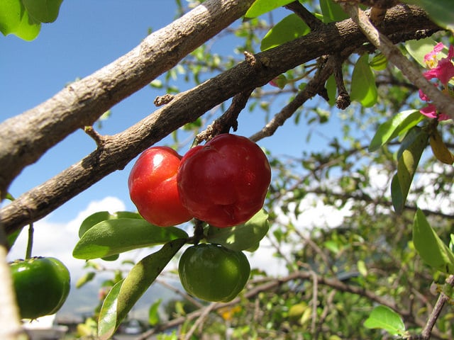 Acérola