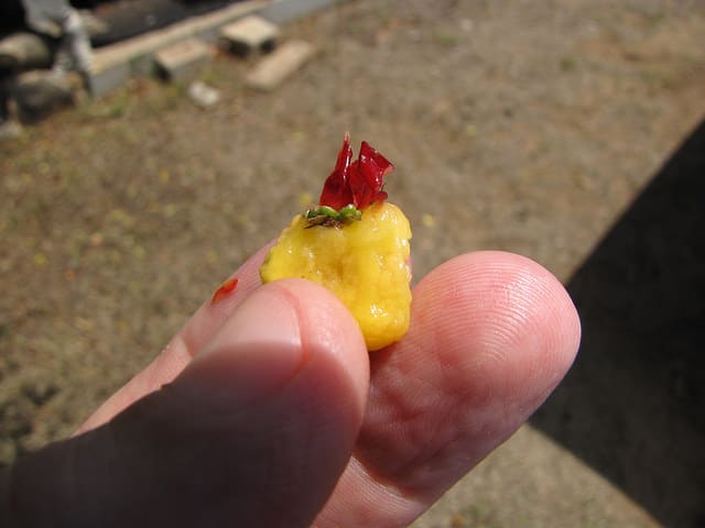 Acérola