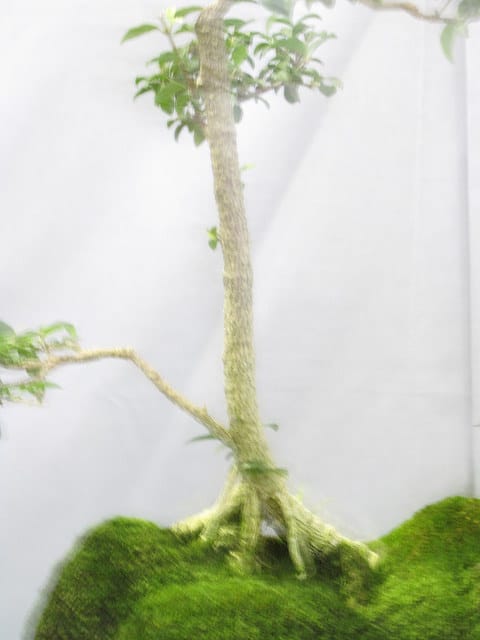 Acérola