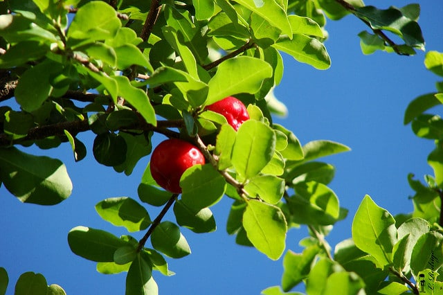 Acérola (Malpighia glabra)