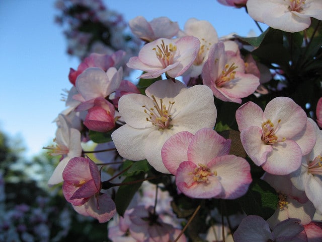 Malus angustifolia