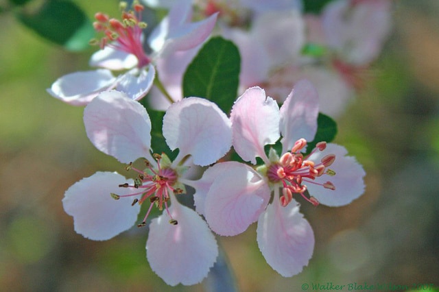 Malus angustifolia