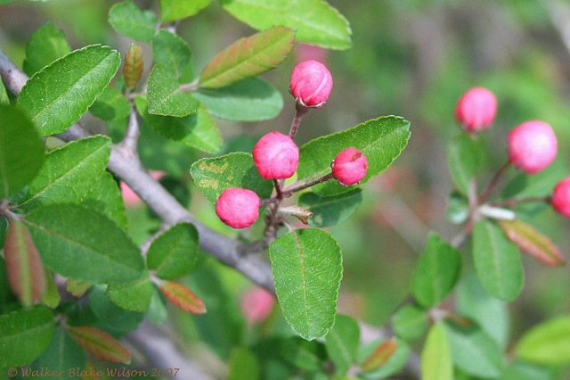 Malus angustifolia (Malus angustifolia)