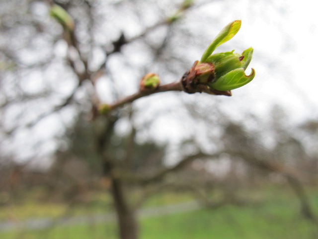 Malus baccata