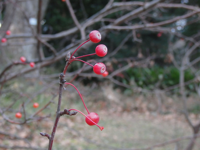 Malus baccata
