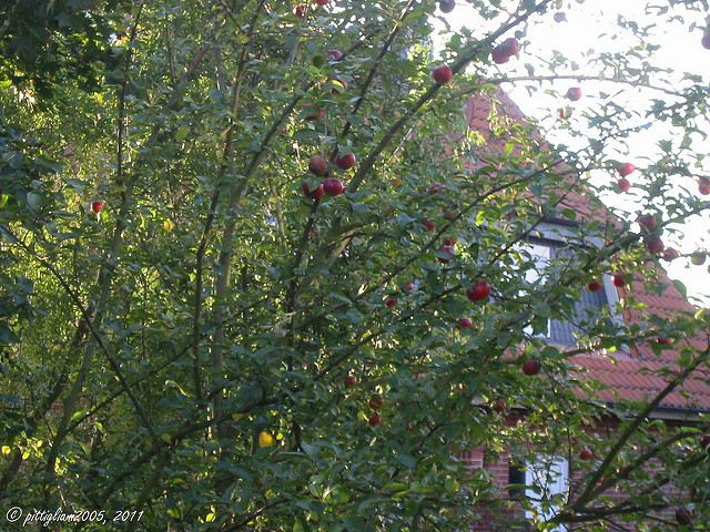 Malus baccata