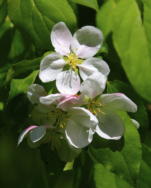 Malus baccata