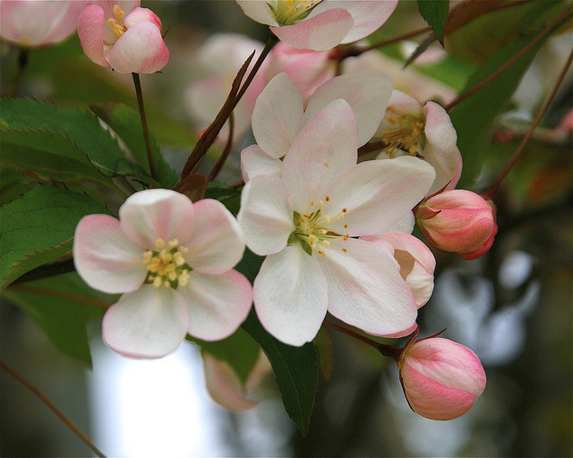 Malus baccata (Malus baccata)