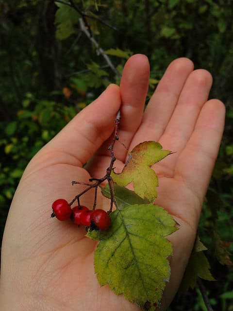 Malus coronaria