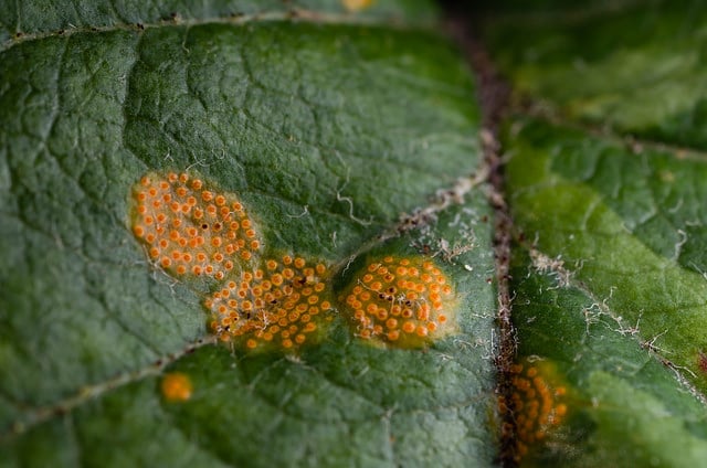 Malus coronaria (Malus coronaria)