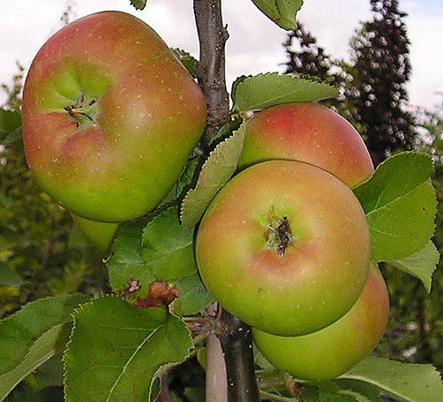 Pommier cultivé