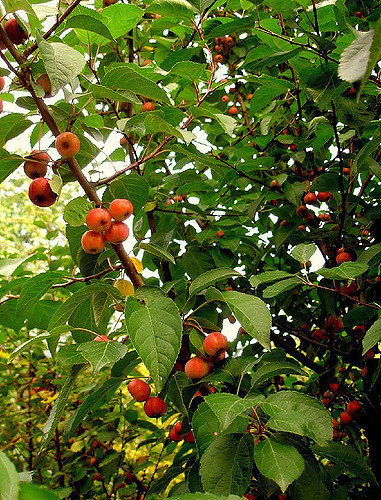 Pommier japonais
