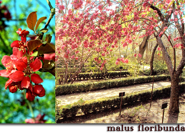 Pommier japonais (Malus floribunda)