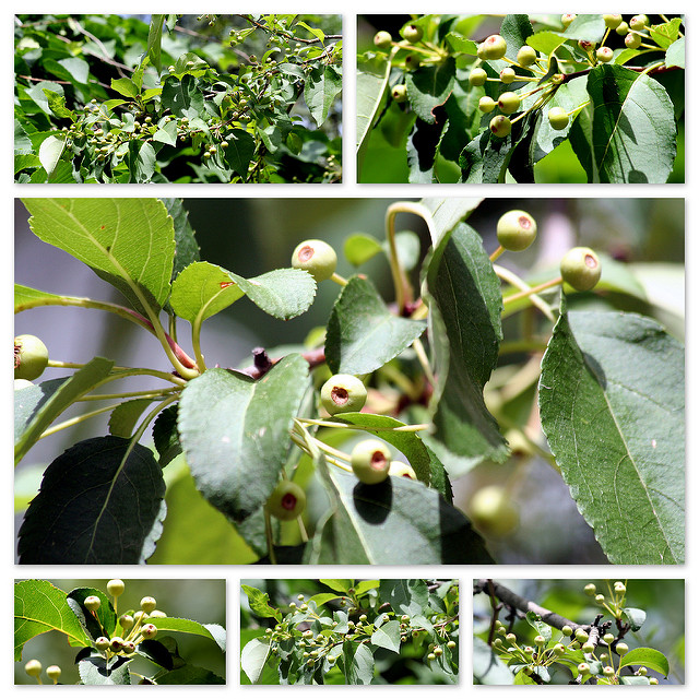 Malus fusca