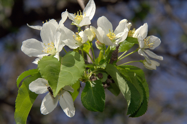 Malus fusca (Malus fusca)
