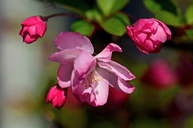 Malus halliana