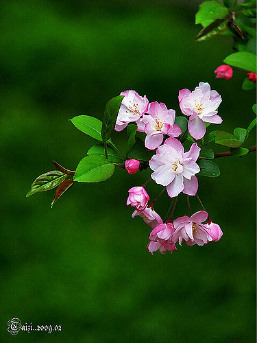 Malus halliana