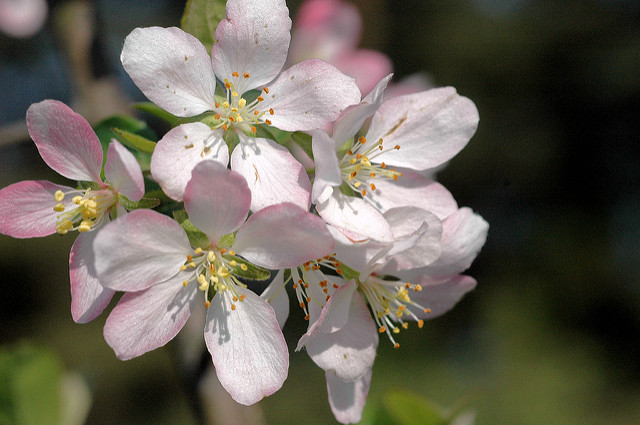 Malus halliana