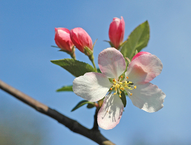 Malus halliana