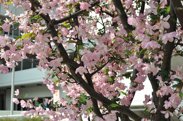 Malus halliana