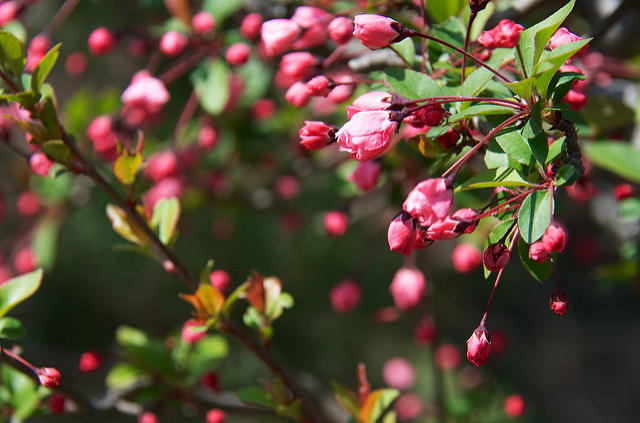 Malus halliana (Malus halliana)