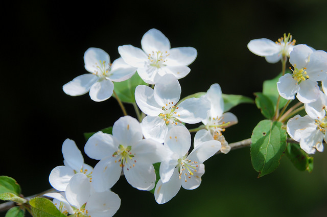 Malus hupehensis