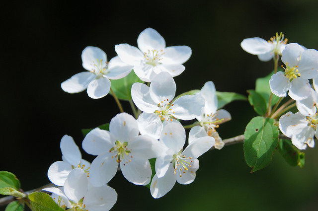 Malus hupehensis