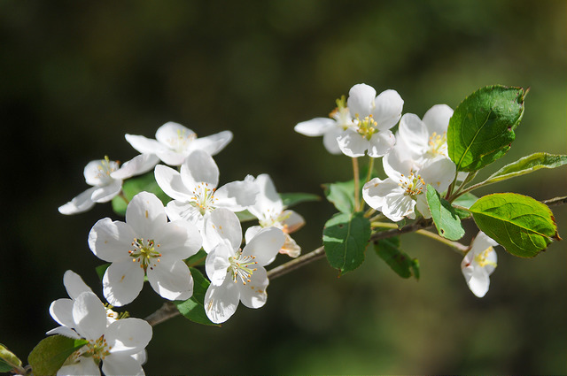 Malus hupehensis