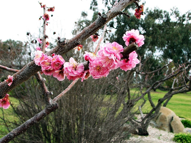 Malus ioensis