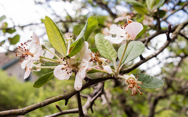 Malus ioensis
