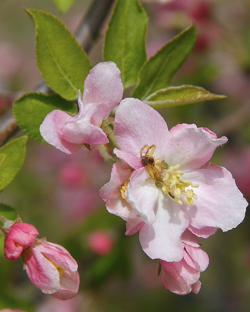 Malus ioensis