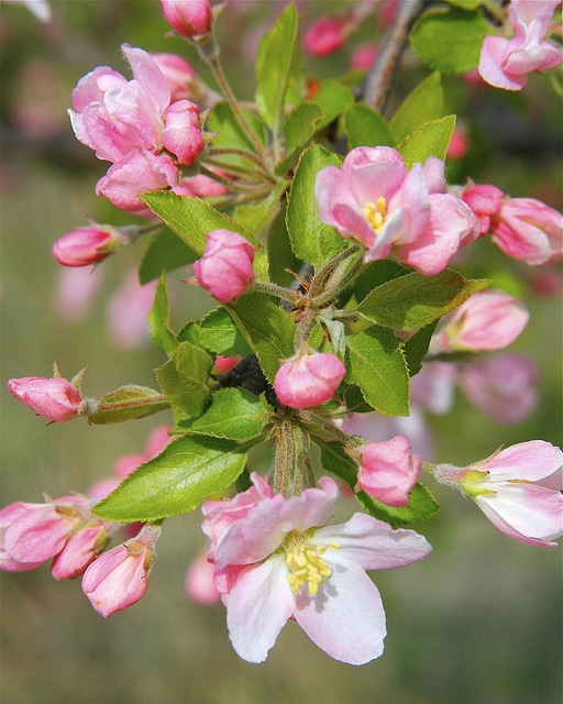 Malus ioensis
